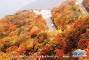 伊吹山山頂の売店でもらった紅葉の絵はがき―伊吹山紅葉祭り２００９