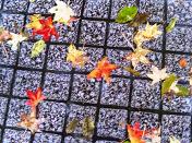 紅葉した落ち葉―愛知県図書館付近