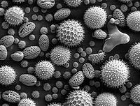 花粉の電子顕微鏡写真―フリー百科事典『ウィキペディア』