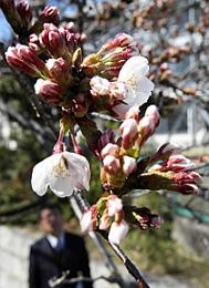 開花したソメイヨシノの標準木　名古屋地方気象台―中日新聞　ＣＨＵＮＩＣＨＩ Ｗｅｂより