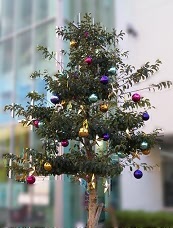 クリスマスツリー―スポーツセンター