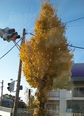 クリスマスツリー？―街路樹