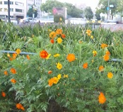 街中の野花―めぐる季節の中で。