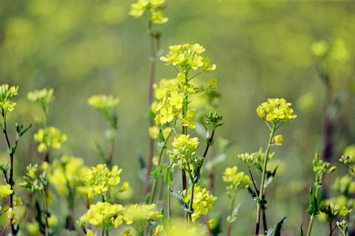 QOPPNOS\Spring has comeI kДВnƉ䂪l t͉BBB