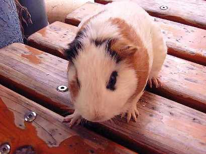 QOPRNOS\dA܂I@ȌA`[Ӓv}EXBBB