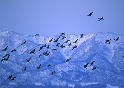 QOPSNOR\k֋AI Birds of a feather flock togetherDオȂBBB