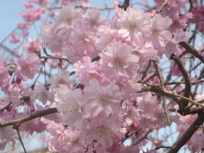 QOPSNOS\JAԂ͖JI@JXƉԌ̋q́A֐ցBBB