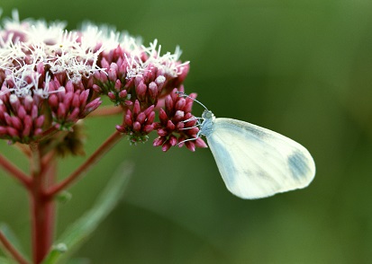QOPSNOT\܌At߂ĉėɂ炵  ߂قH