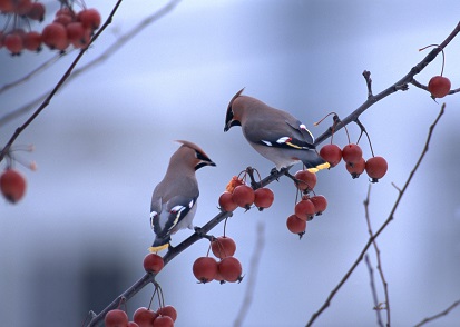 QOPTNPO\n̏HI@ӂ܂H@EEEڂڂłȁB