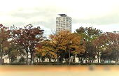 紅葉②―通勤路の公園