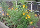 雨にもまけず 風にもまけず―通勤途上の花