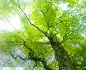 この木何の木―心のクリニッ木