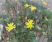 公園の花①―2019.03.09 ガラケーにて撮影