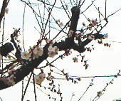 公園の花①―2019.03.09 ガラケーにて撮影