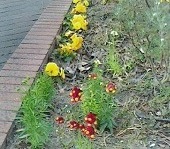 公園の花①―2019.03.09 ガラケーにて撮影