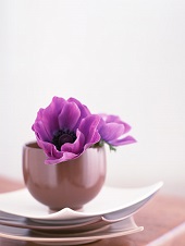 花のある生活―素材辞典１００巻パック