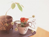 花のある生活―素材辞典１００巻パック