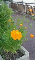 小さい秋―通勤経路