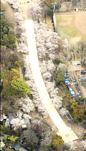 東京・上野は桜満開も人影少なく―共同通信 3/28（土）19:04配信
