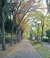 冬支度―通勤路の並木道