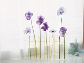 花のある生活―素材辞典１００巻パック