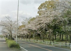 さくら満開へ―通勤路