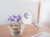 花のある生活―素材辞典１００巻パック