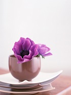 花のある生活―素材辞典１００巻パック