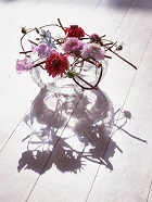 花のある生活―素材辞典１００巻パック