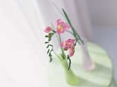 花のある生活―素材辞典１００巻パック