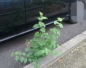 雑草―フロントドア右横