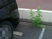 雑草―バックドア左横