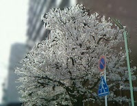満開―街路樹