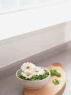 花のある生活―素材辞典１００巻パック