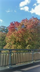 紅葉ー通勤路の落葉樹