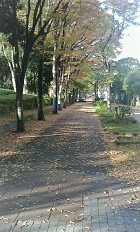 落葉ー通勤路の落葉樹