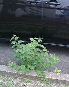 庭木①ー愛車運転席横