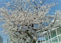桜満開①ーショッピングモール