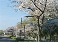 桜満開②ー通勤路の公園