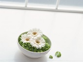 花のある生活―素材辞典１００巻パック