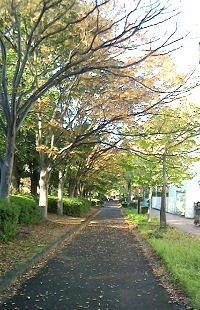 冬支度ー通勤路の公園