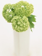 花のある生活―素材辞典１００巻パック