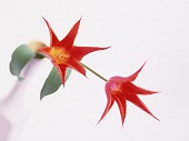 花のある生活―素材辞典１００巻パック