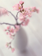 花のある生活―素材辞典１００巻パック