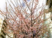 早咲きの桜―名古屋市内