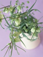 花のある生活―素材辞典１００巻パック