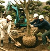 造園工事業ーMicrosoft Copilot 写真生成