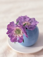 花のある生活―素材辞典１００巻パック