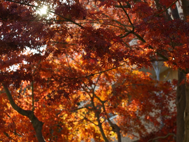 ２００９年１１月― 秋深し。　紅葉、みんなで見に行こうよう！