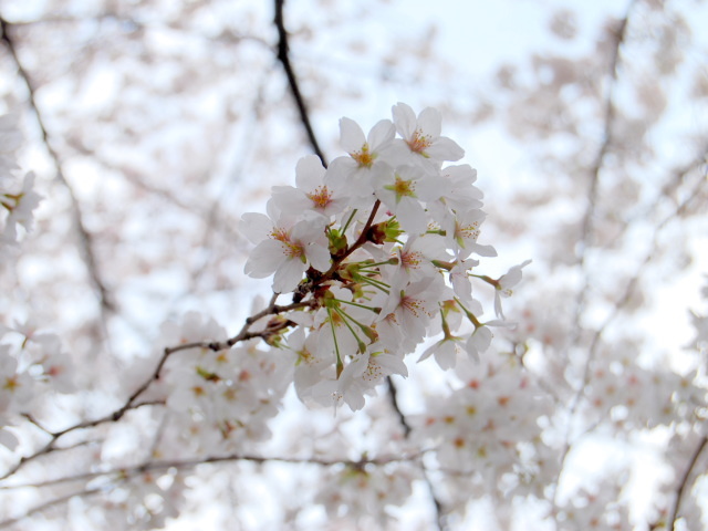 ２０１０年０４月―サクラサク、　いにしえの　奈良の都の　ソメイヨシノ？